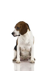 Image showing Beagle mom