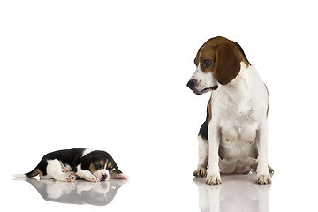 Image showing Beagle mom