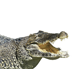 Image showing Crocodile With  Open Mouth