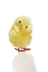 Image showing Young chicken
