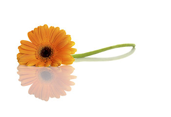 Image showing Beautiful orange flower