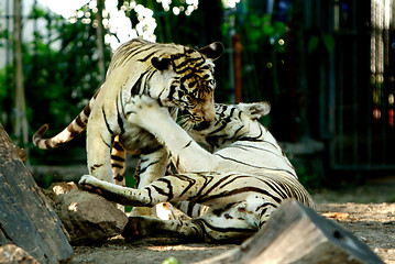 Image showing Tigers having fun