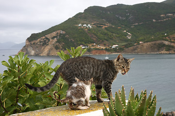 Image showing Mother cat