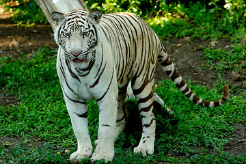 Image showing Tiger