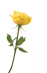 Image showing beautiful yellow rose