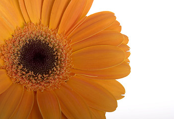 Image showing Beautiful orange flower