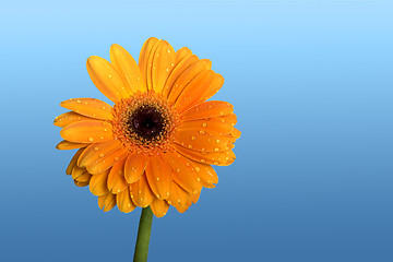 Image showing Beautiful orange flower