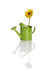 Image showing Green watering can with a flower