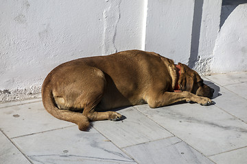 Image showing Stray dog 