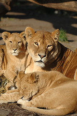 Image showing Lion family