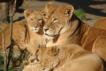 Image showing Lion family