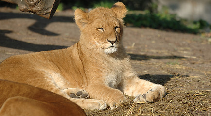 Image showing Baby lion