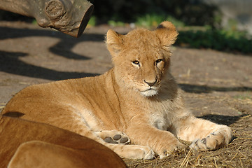 Image showing Baby lion