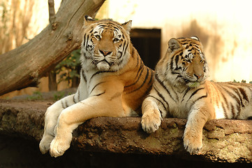 Image showing Tigers