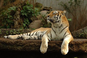 Image showing Tiger resting