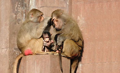 Image showing Monkey family