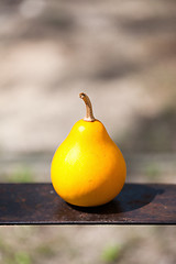 Image showing small pumpkin on a metal plate