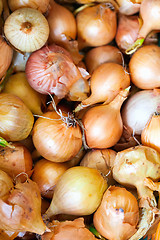 Image showing Yellow onions crop. Close up