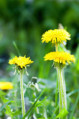 Image showing Yellow dandelion flowers with leaves in green grass, spring photo