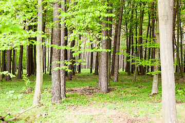 Image showing forest trees. nature green wood sunlight backgrounds