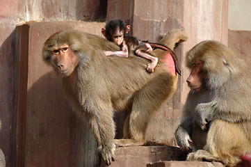 Image showing Monky family