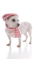 Image showing Trendy dog wearing cap and scarf