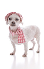 Image showing Pet dog wearing winter hat and scarf