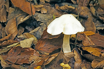 Image showing Mushroom