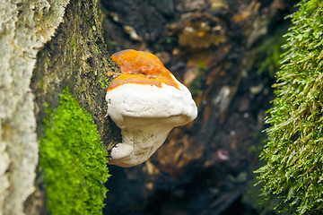 Image showing Tree Mushroom