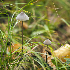 Image showing Mycena Mushroom