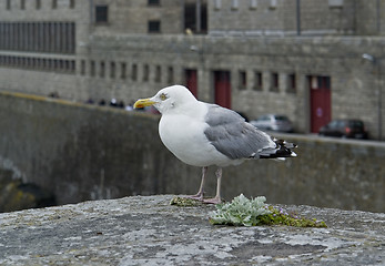 Image showing gull at Saint-Malo