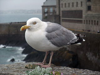 Image showing gull at Saint-Malo