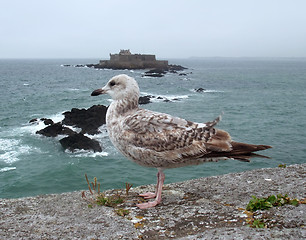 Image showing gull and Fort National