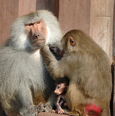 Image showing Monky family