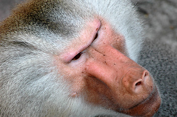 Image showing Monkey face