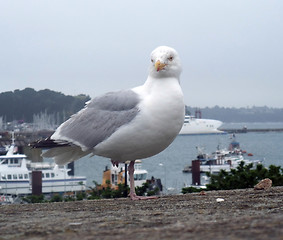 Image showing gull at Saint-Malo