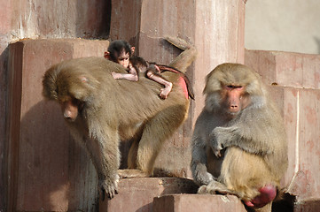 Image showing Monky family