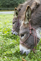 Image showing two donkeys eating grass. outdoor picture