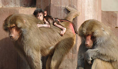 Image showing Monky family