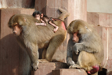 Image showing Monky family