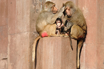 Image showing Monky family