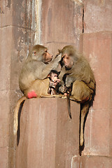 Image showing Monkey family