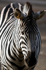 Image showing Zebra