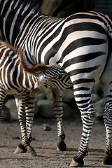 Image showing Zebra feeding