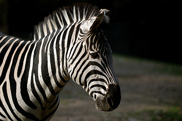 Image showing Zebra