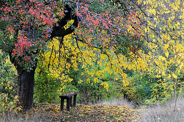 Image showing Bench Under the Tree in the Fall