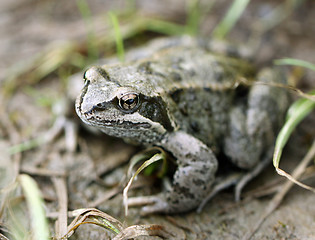 Image showing Big brown frog on forest land