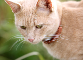 Image showing Portrait of a beautiful red cat