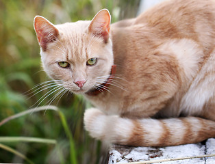 Image showing Portrait of a beautiful red cat