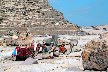 Image showing Camels sitting at the Cheops pyramid